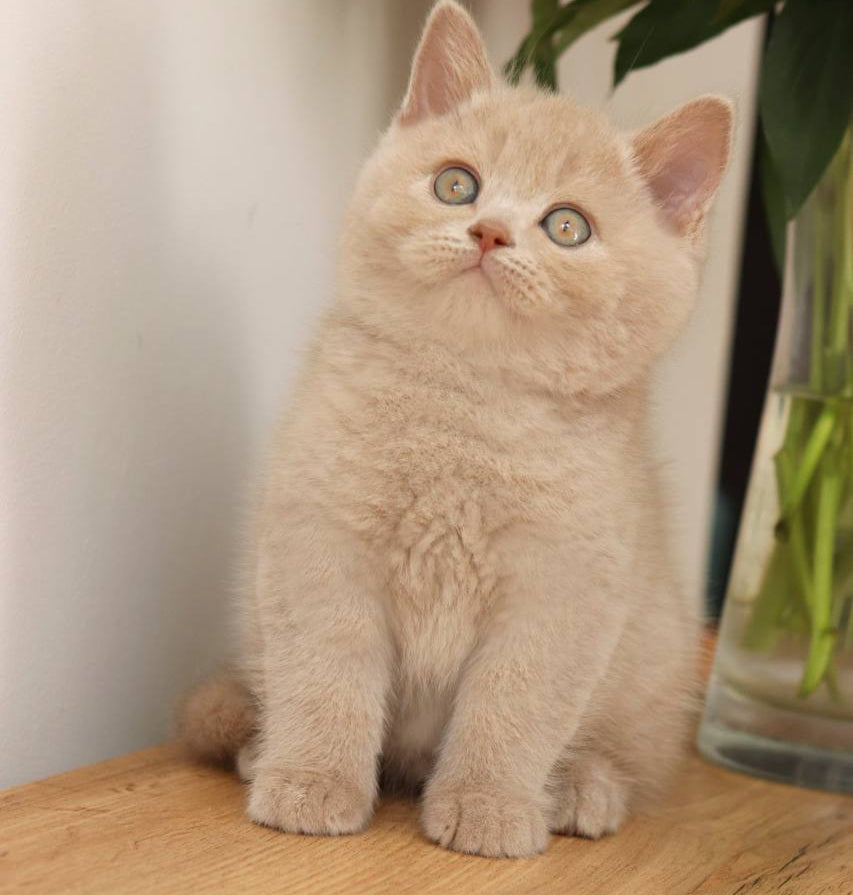 
                  
                    Puffi
                  
                