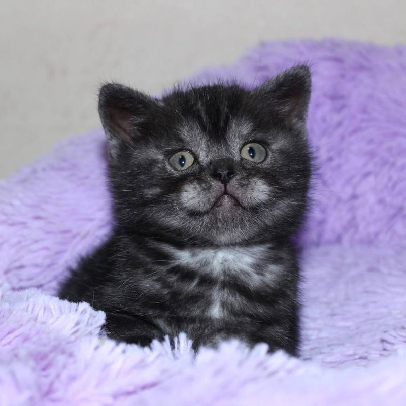 Zorro