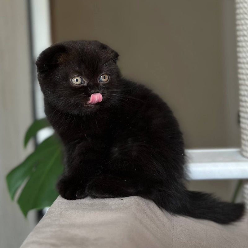 Nora