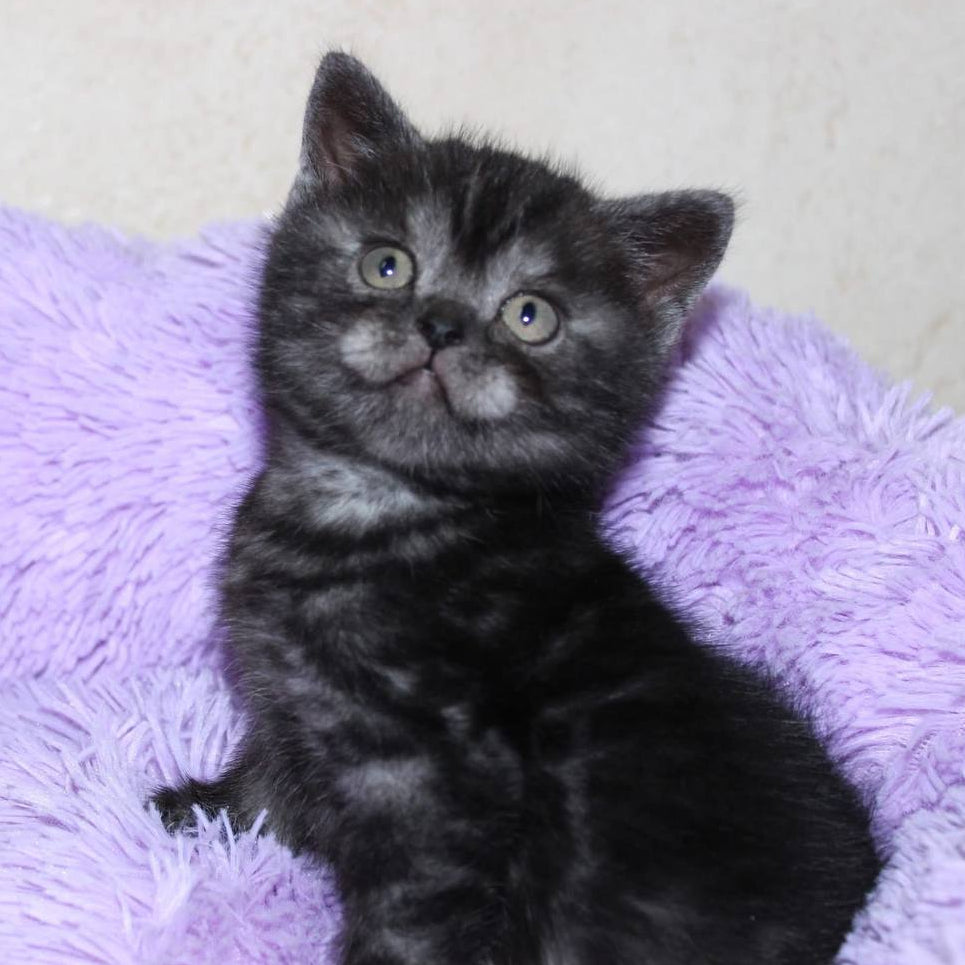 
                  
                    Zorro
                  
                
