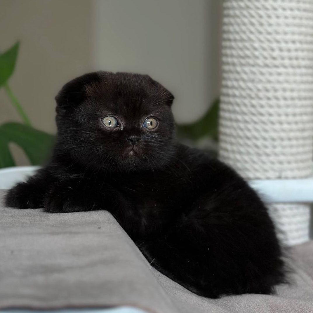 
                  
                    Nora
                  
                