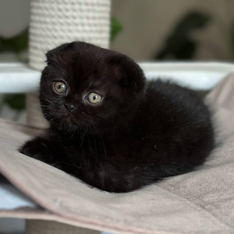 
                  
                    Nora
                  
                