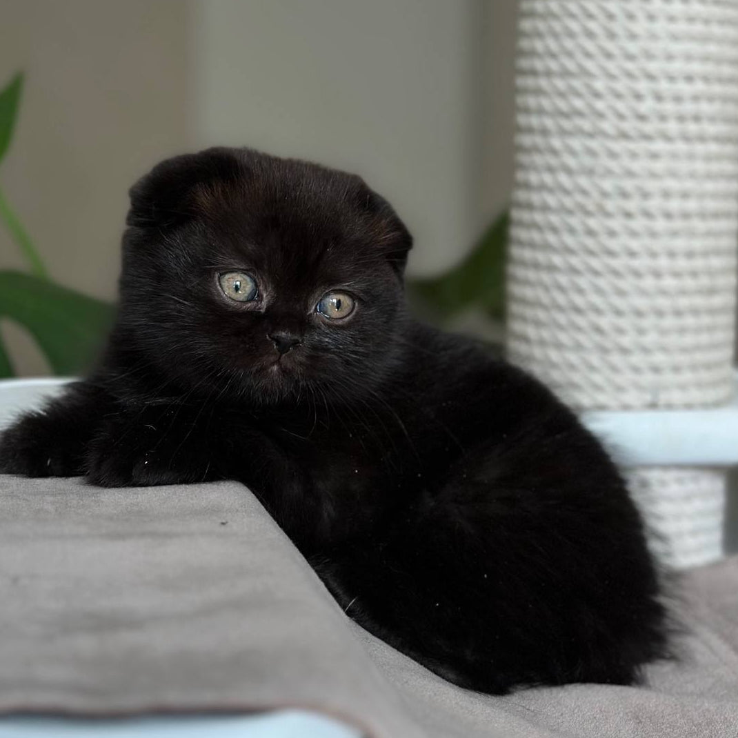 
                  
                    Nora
                  
                