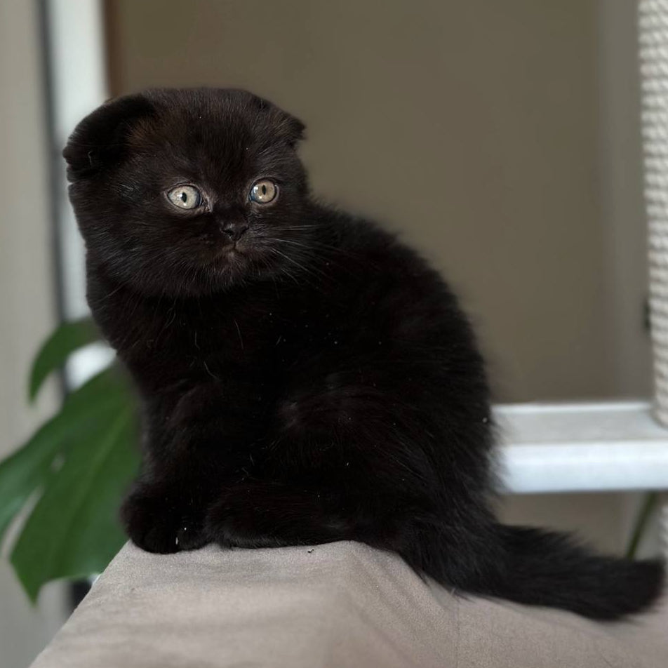 
                  
                    Nora
                  
                