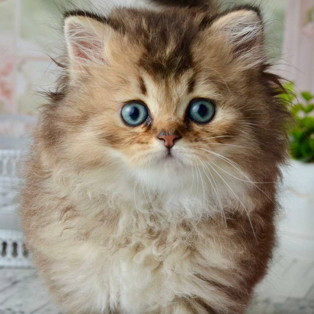 
                  
                    Tony
                  
                