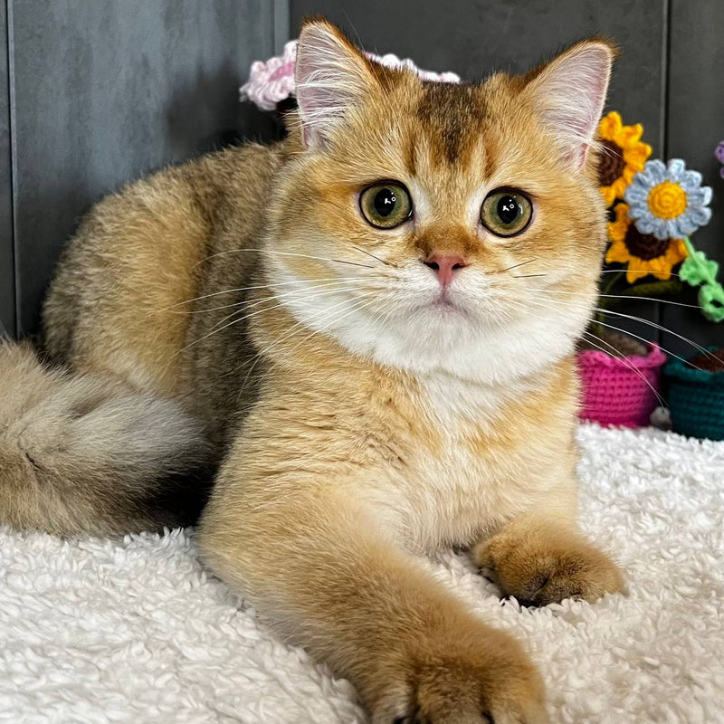 Lily