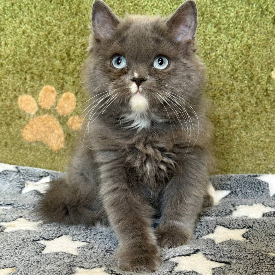 
                  
                    Luna
                  
                