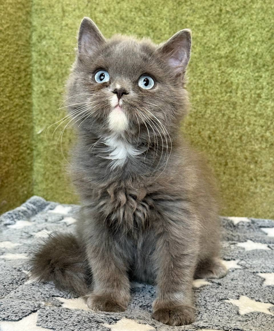
                  
                    Luna
                  
                