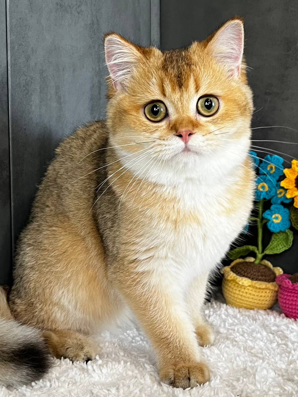 
                  
                    Lily
                  
                