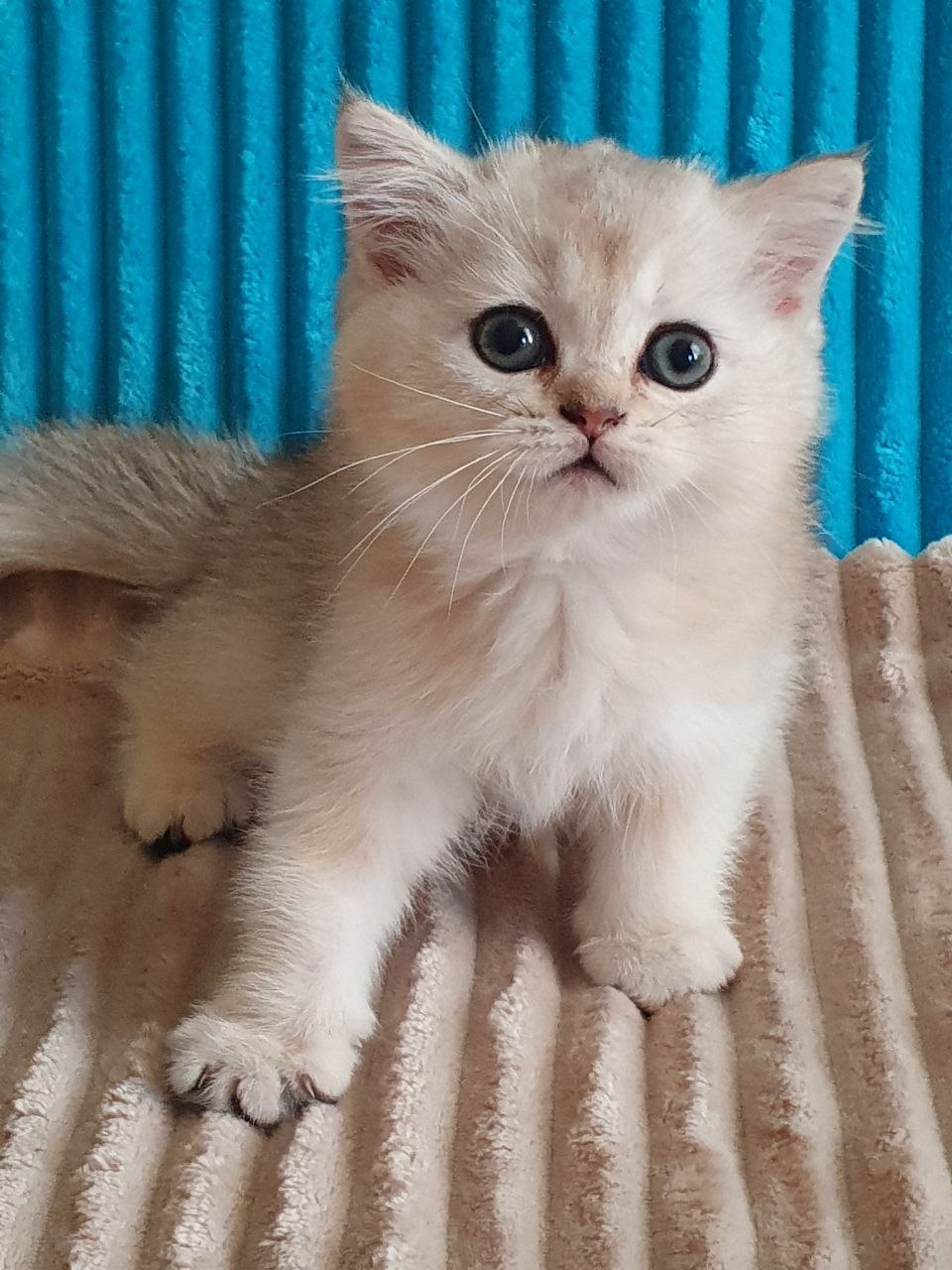 
                  
                    Elza
                  
                