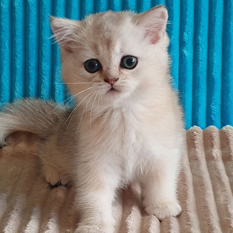 Elza