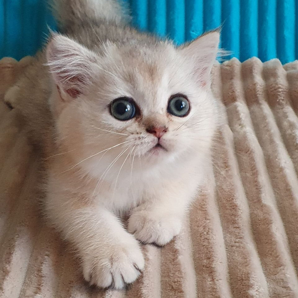 
                  
                    Elza
                  
                