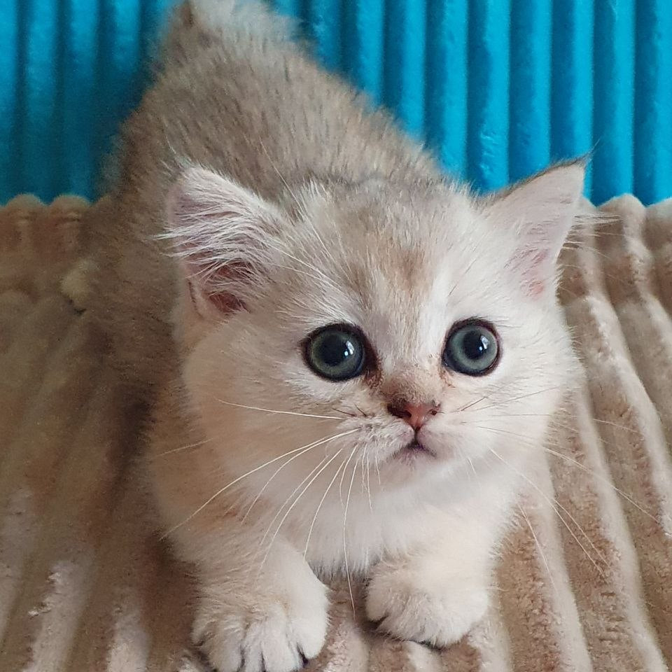 
                  
                    Elza
                  
                