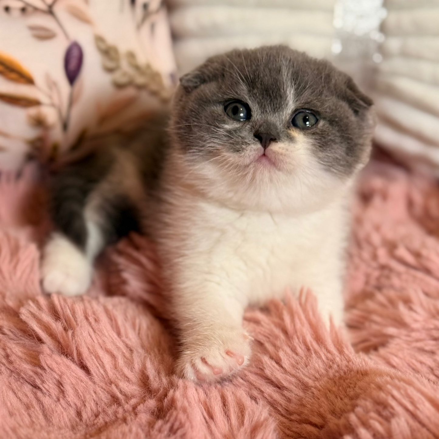 
                  
                    Ponochka
                  
                