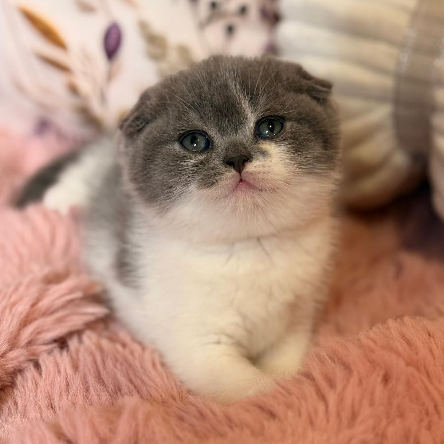 
                  
                    Ponochka
                  
                