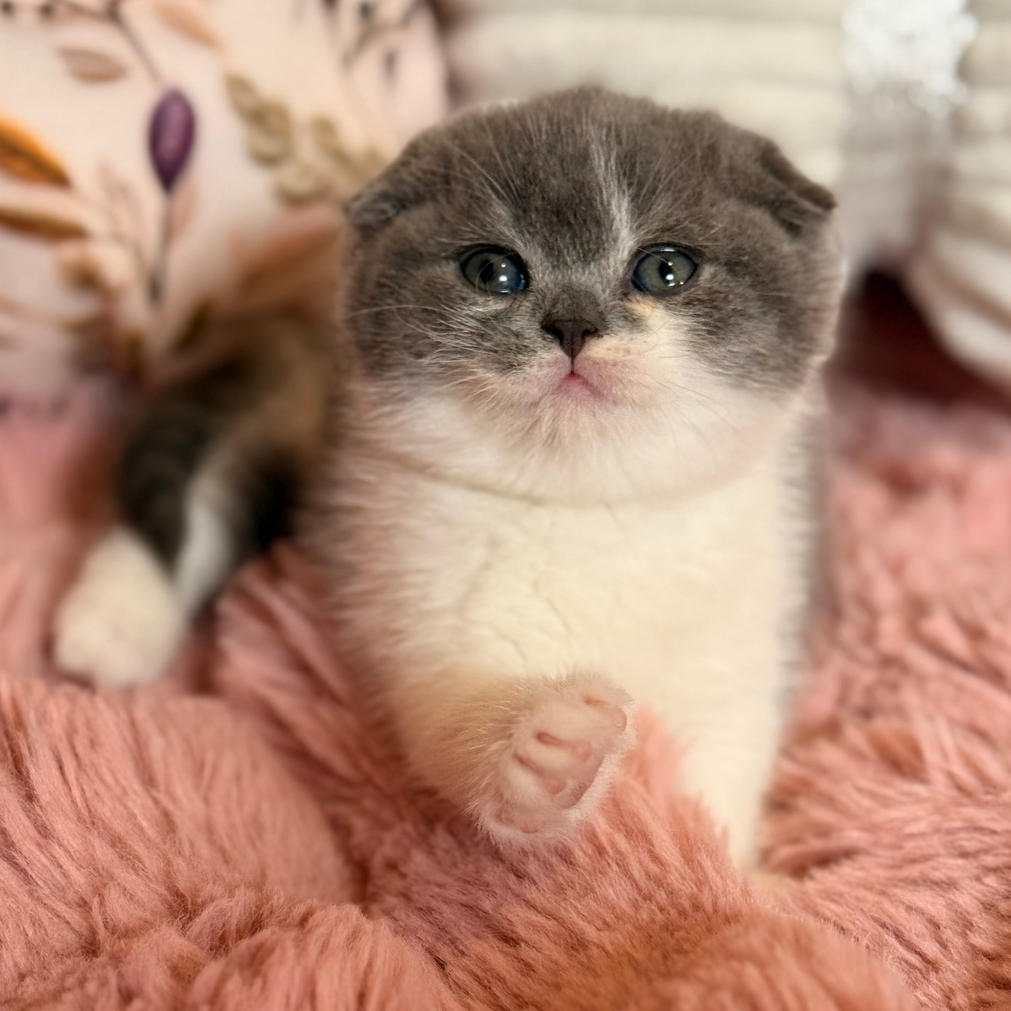 
                  
                    Ponochka
                  
                