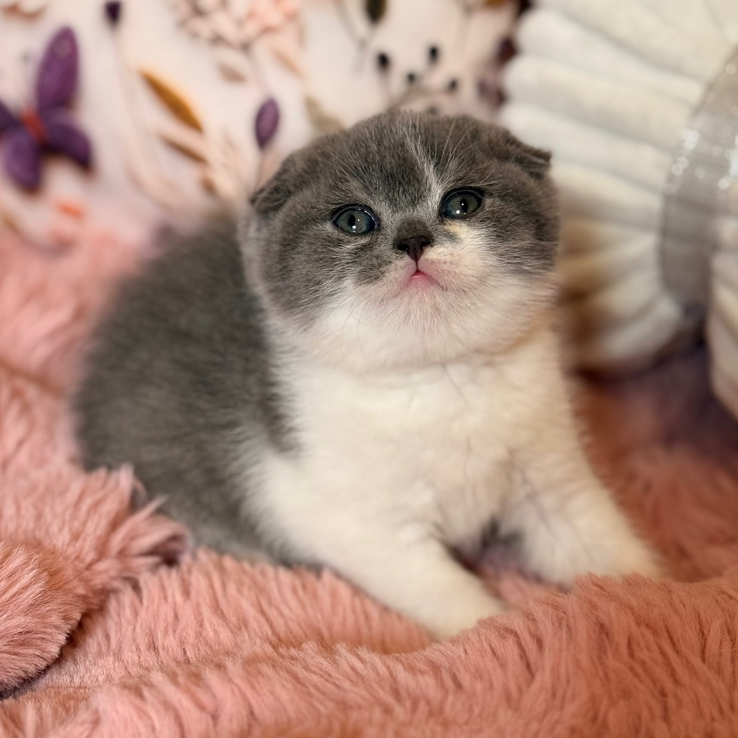 
                  
                    Ponochka
                  
                