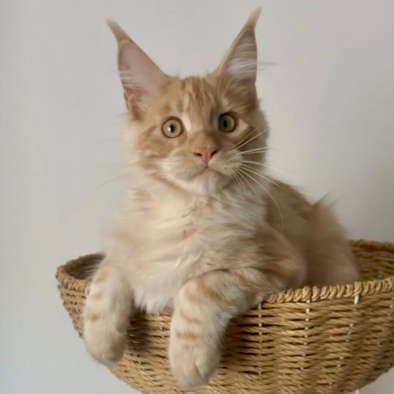 Whiskey
