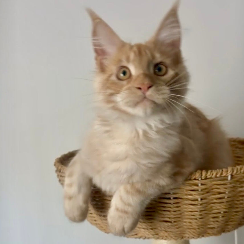 
                  
                    Whiskey
                  
                