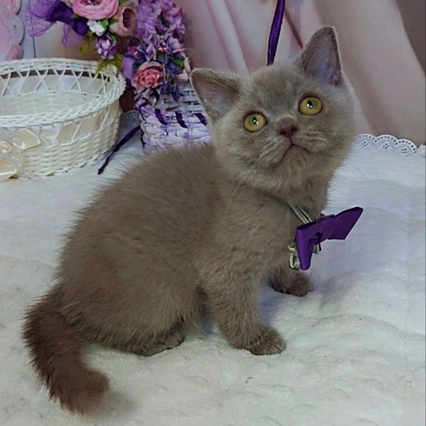 
                  
                    Vito
                  
                