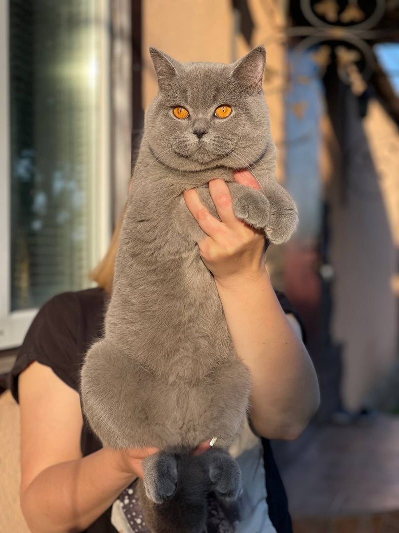 Albert
