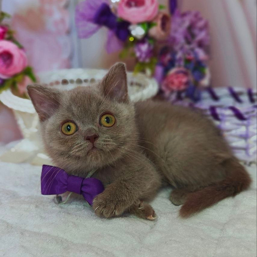
                  
                    Vito
                  
                