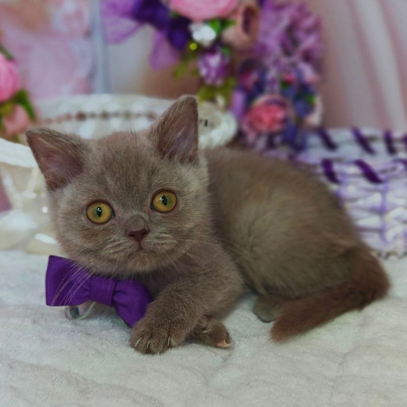 
                  
                    Vito
                  
                