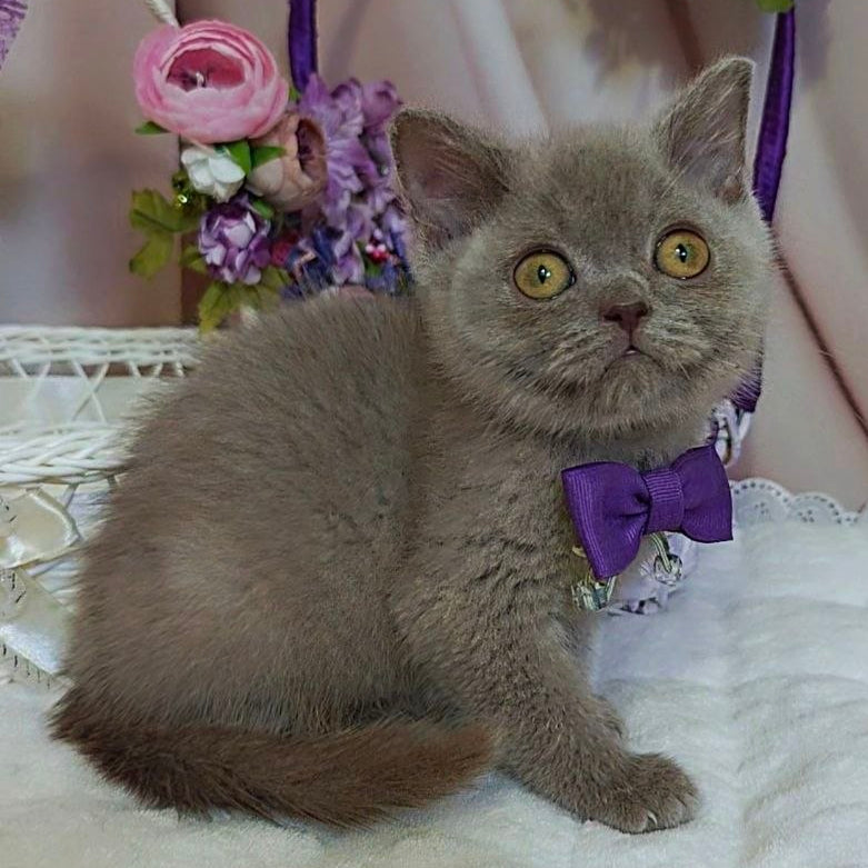 
                  
                    Vito
                  
                
