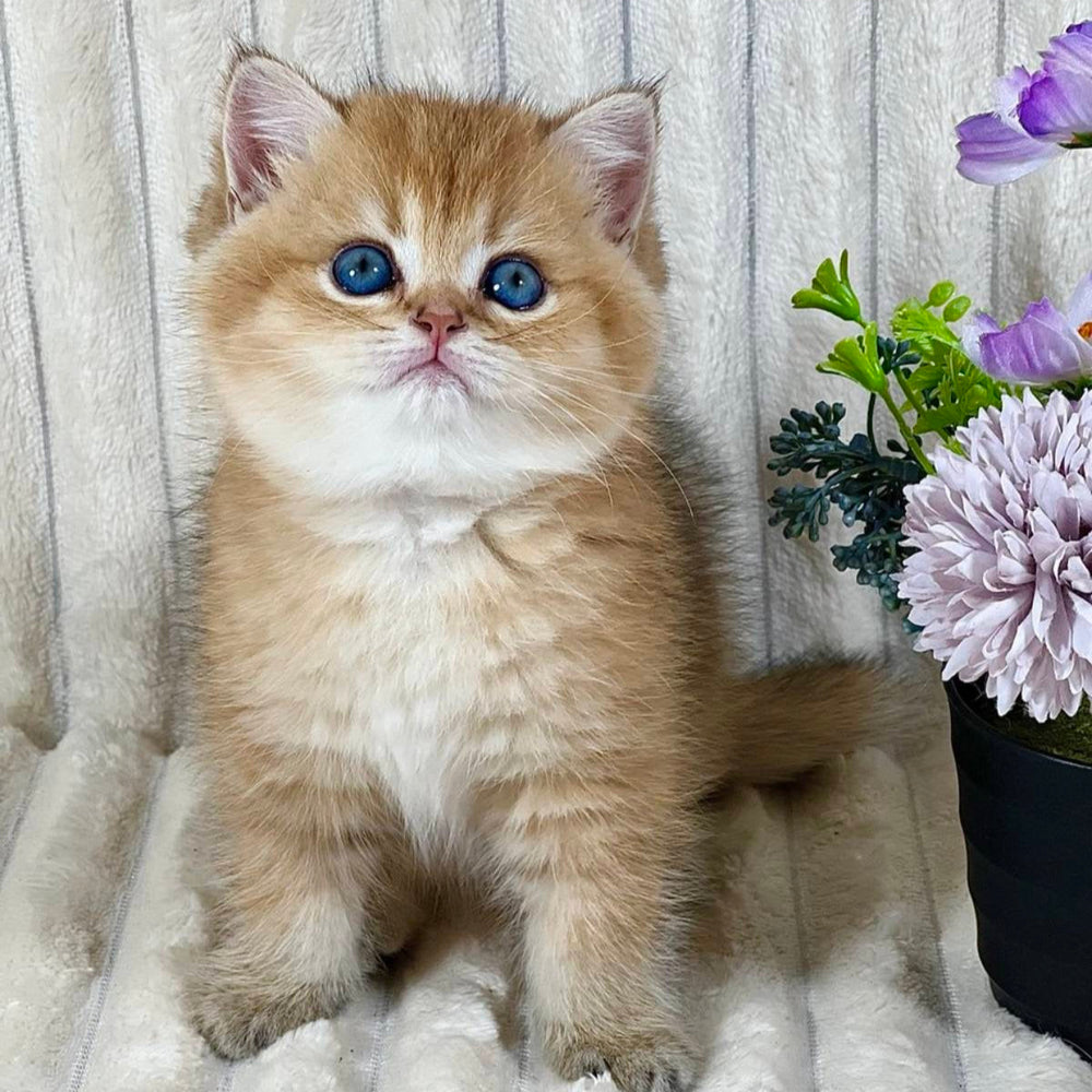 Ginger