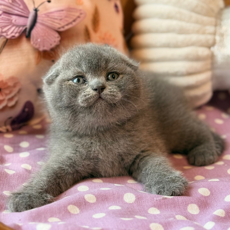 Potapuf