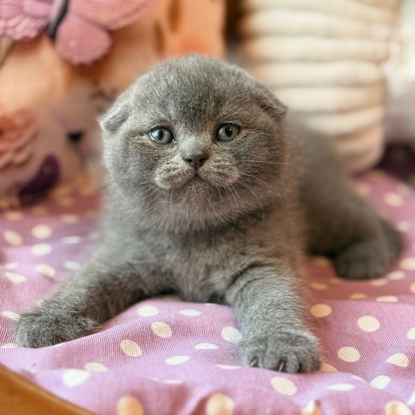 
                  
                    Potapuf
                  
                