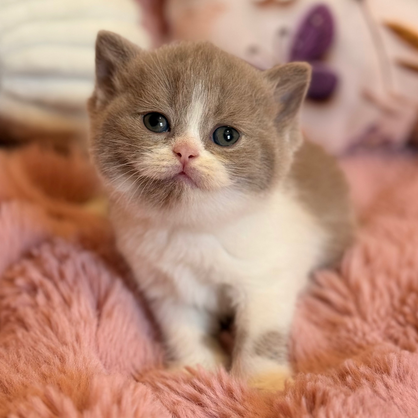 
                  
                    Pamela
                  
                