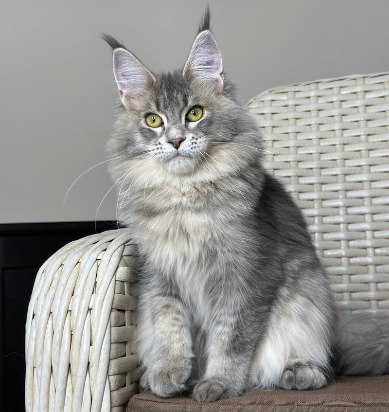 Zafira