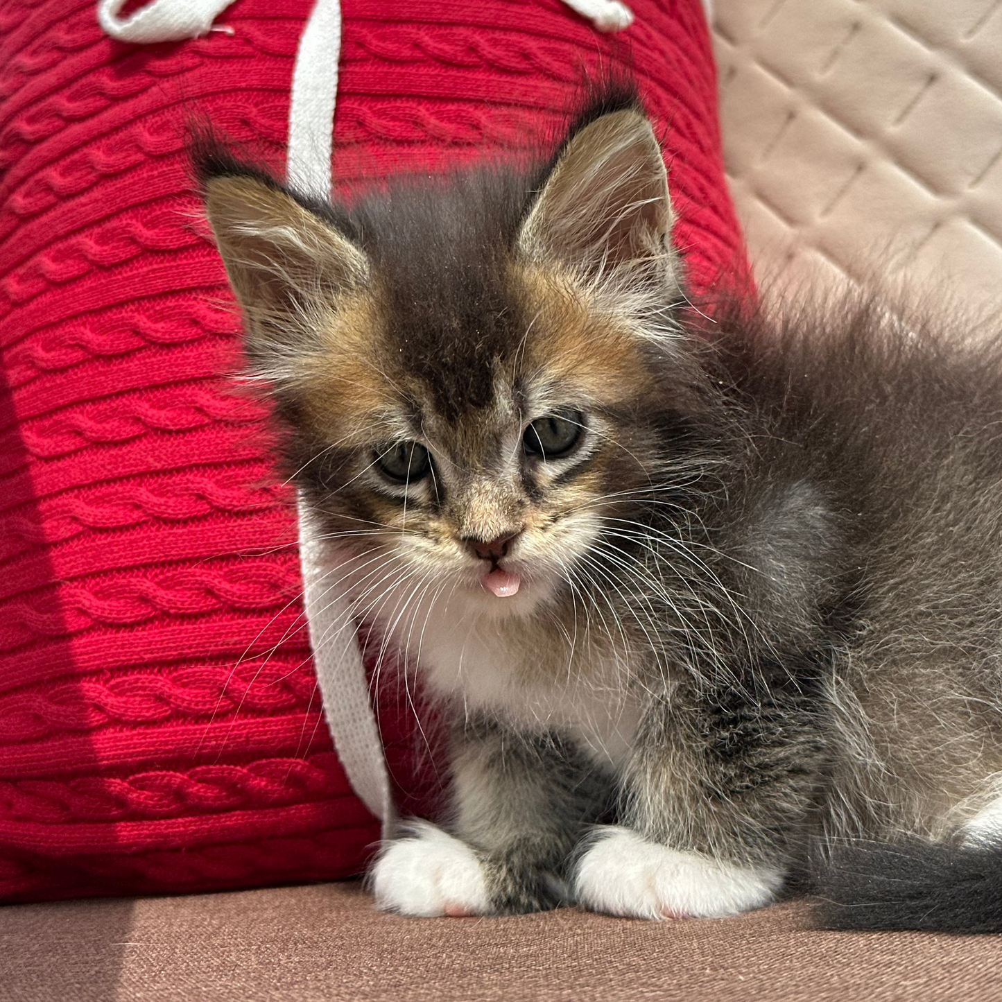 
                  
                    Cosmo
                  
                