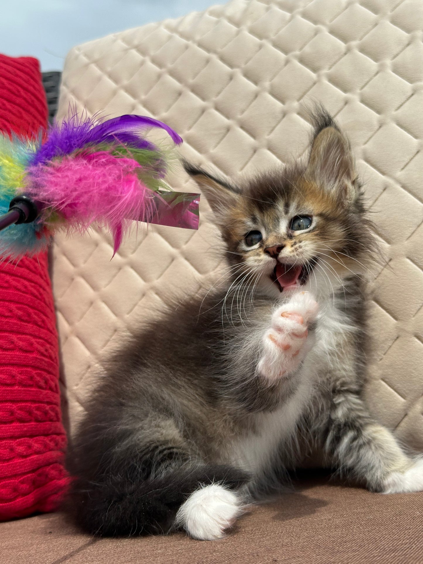 
                  
                    Cosmo
                  
                