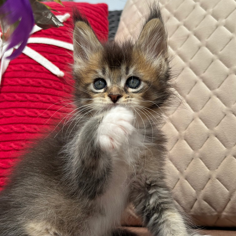 Cosmo