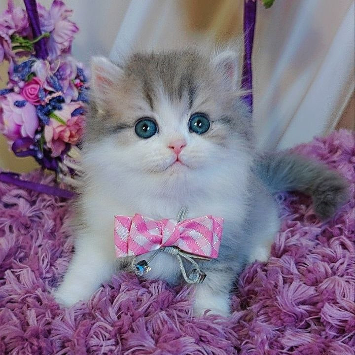 
                  
                    Watson
                  
                
