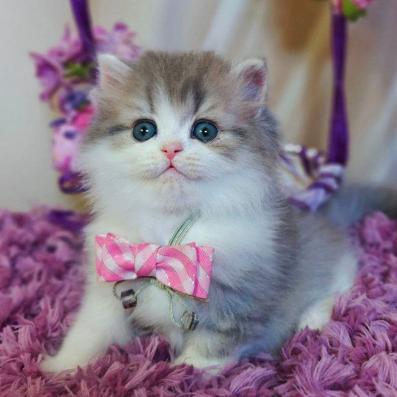 
                  
                    Watson
                  
                