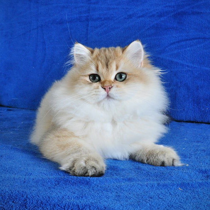 Elfik