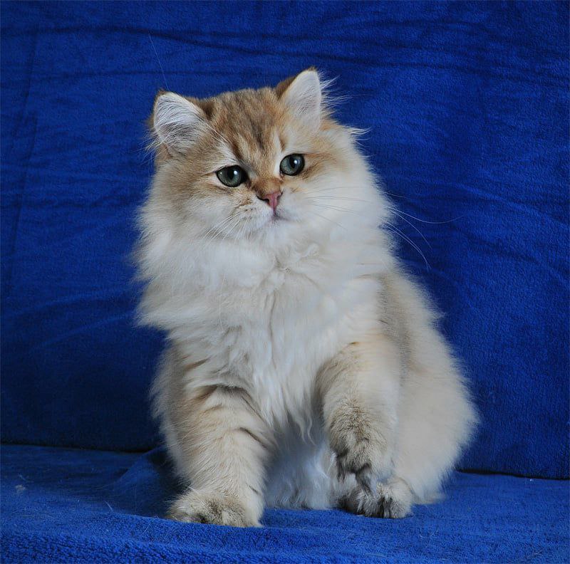 
                  
                    Elfik
                  
                