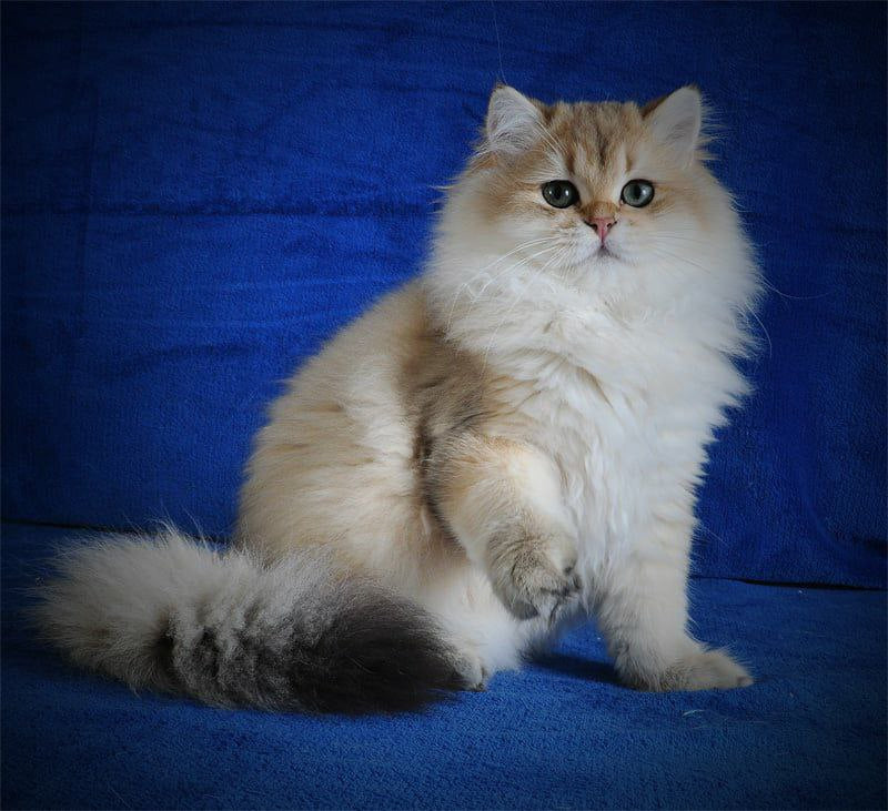 
                  
                    Elfik
                  
                