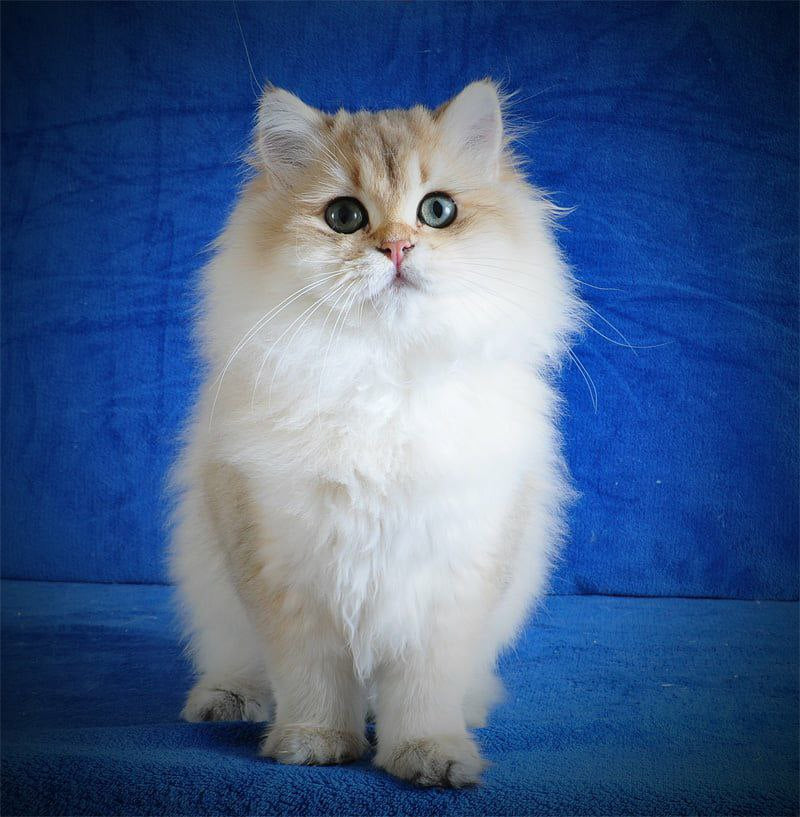 
                  
                    Elfik
                  
                