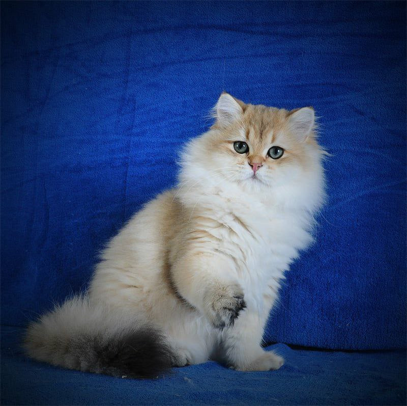 
                  
                    Elfik
                  
                