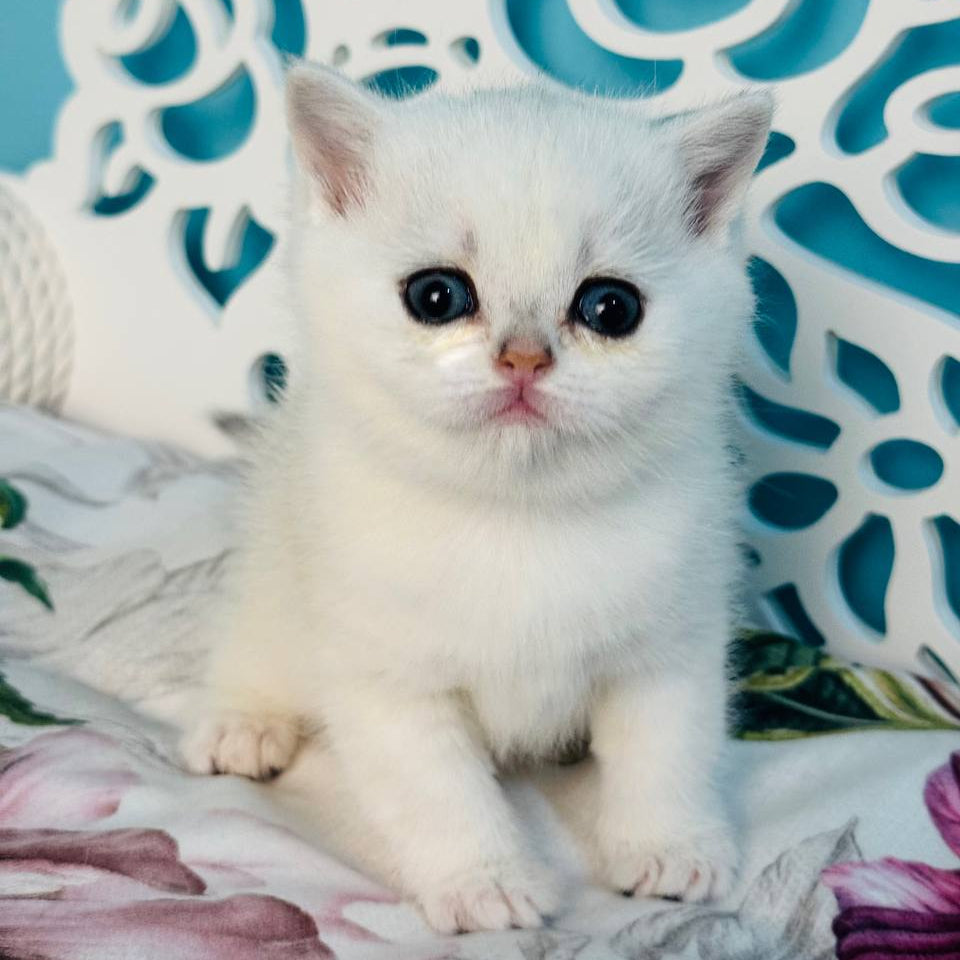
                  
                    Tiiffany
                  
                