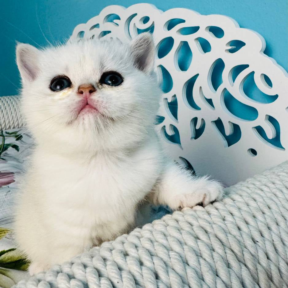 
                  
                    Tiiffany
                  
                