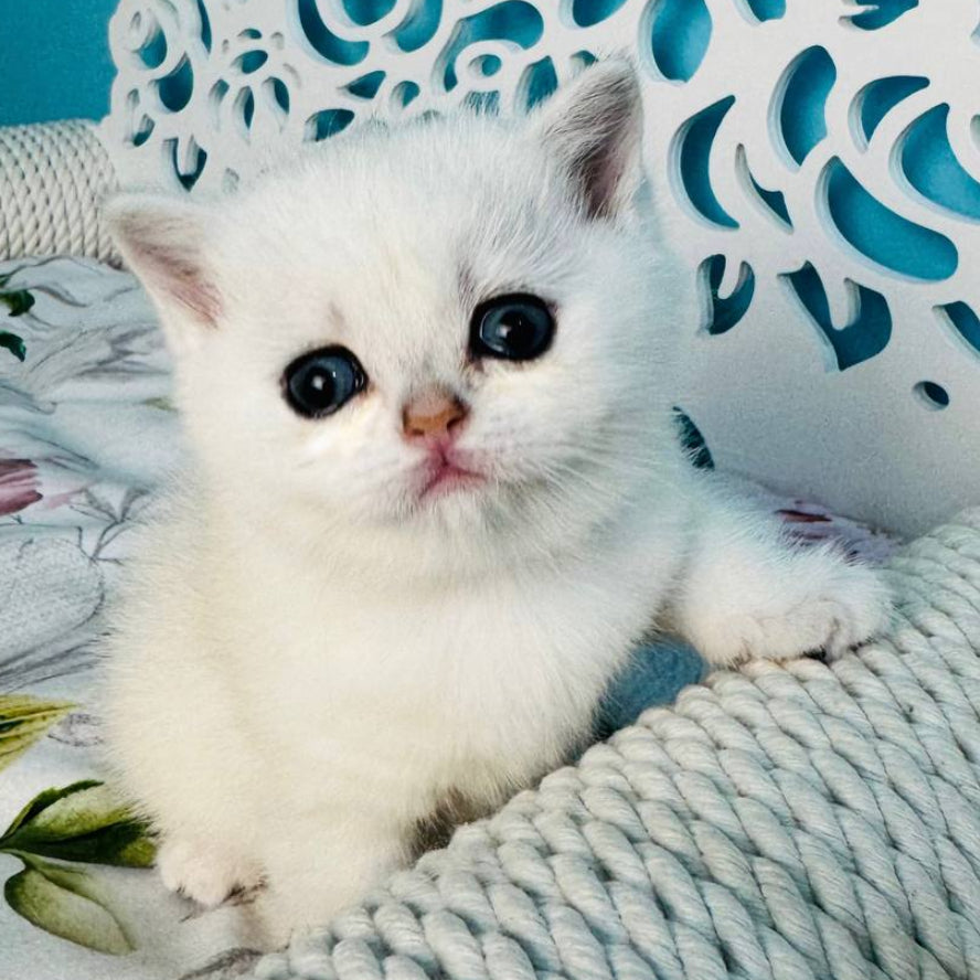 
                  
                    Tiiffany
                  
                