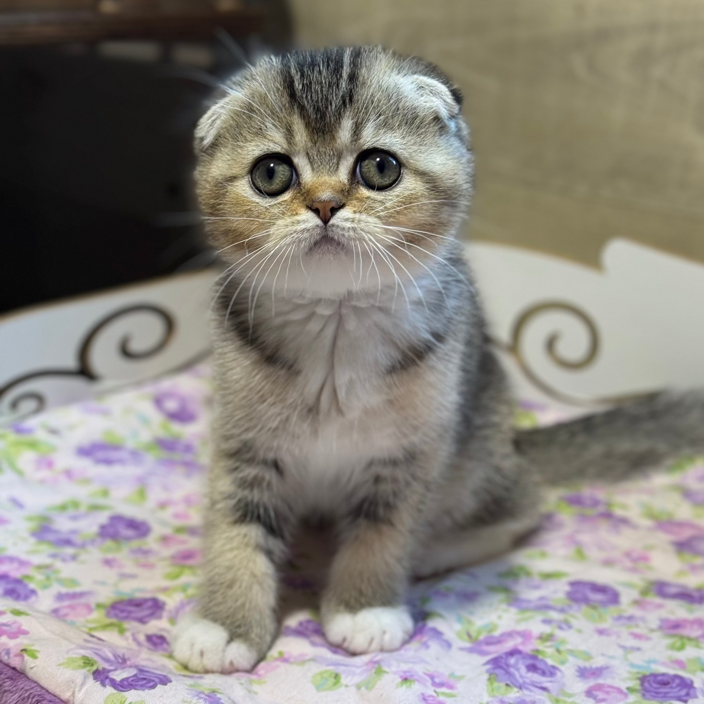 
                  
                    Pasha
                  
                