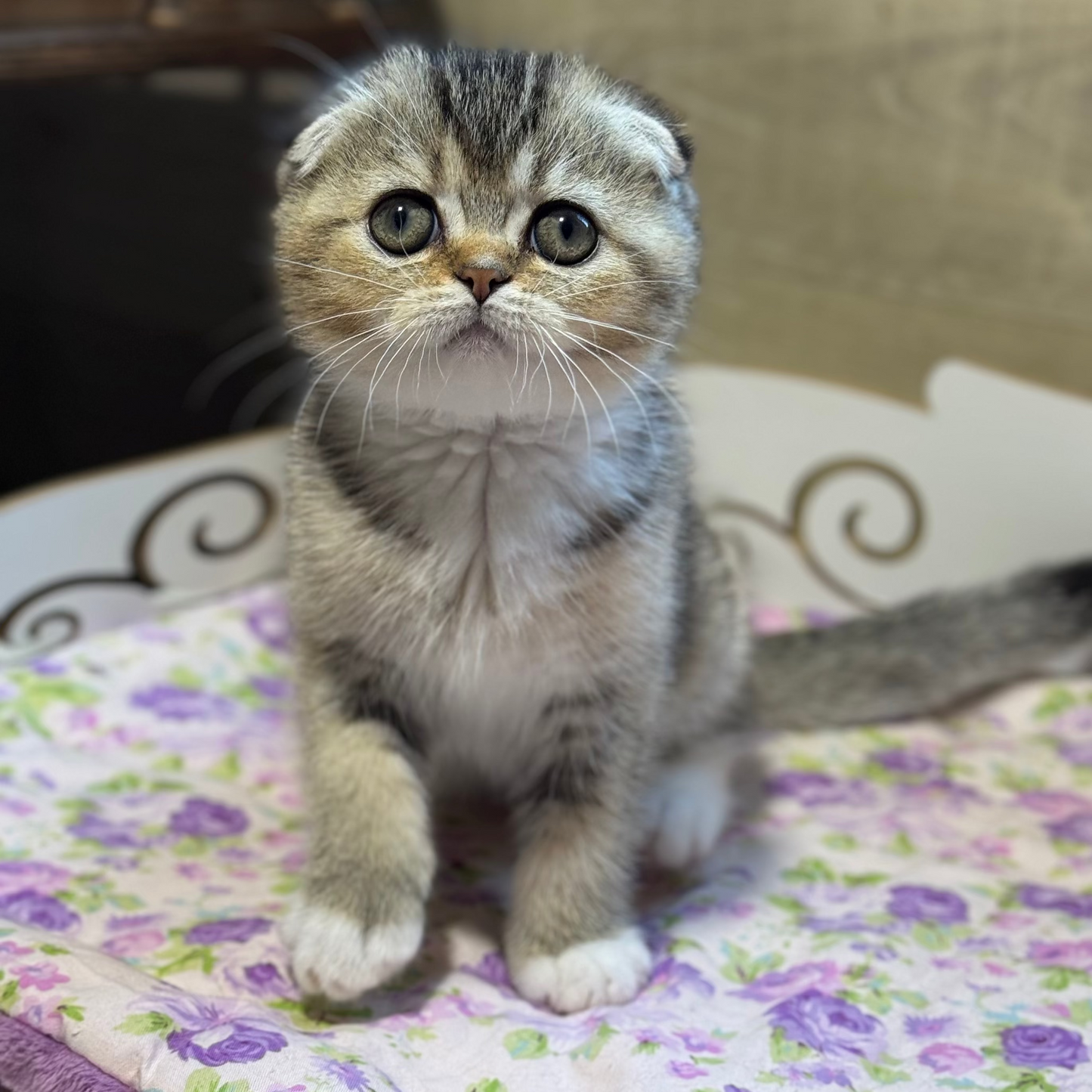 
                  
                    Pasha
                  
                