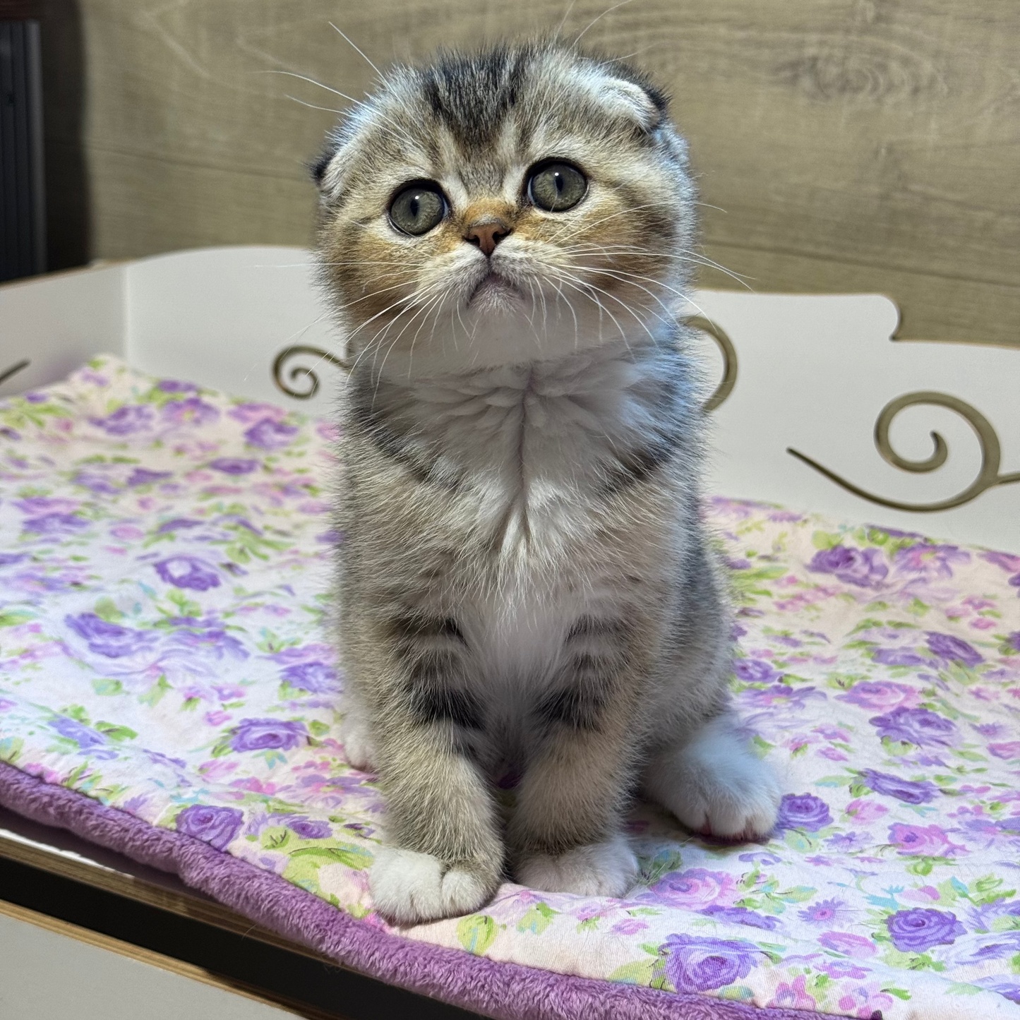 
                  
                    Pasha
                  
                