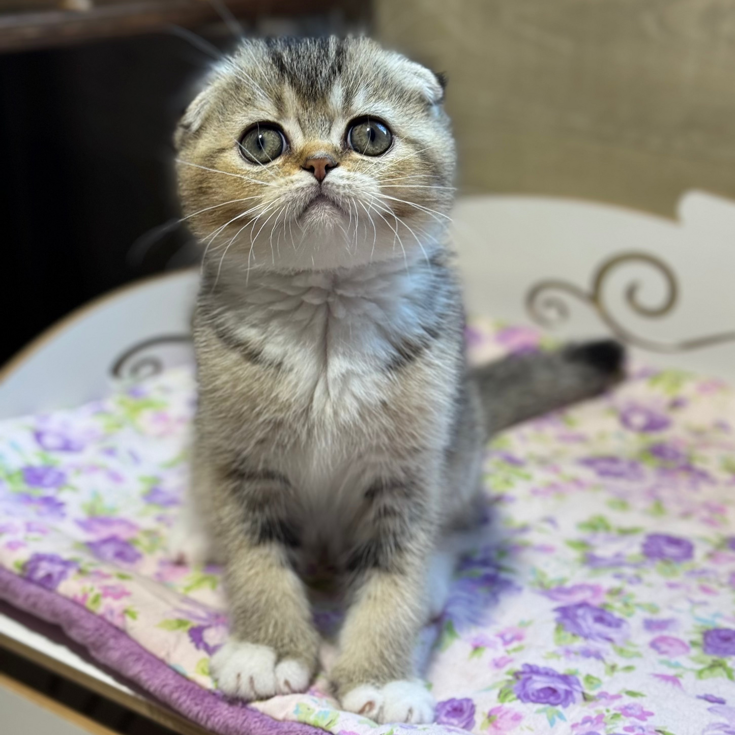 
                  
                    Pasha
                  
                